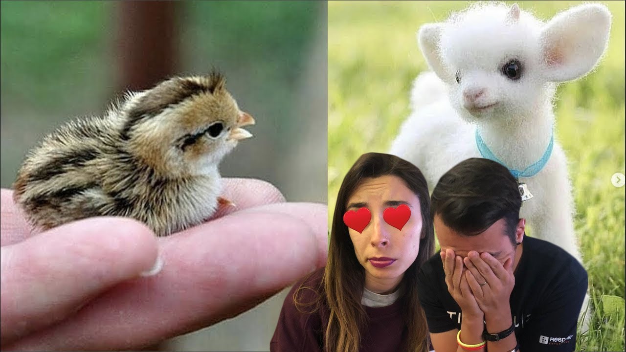 SI TE ENAMORAS PIERDES CON LYNA | LOS BEBES MÁS LINDOS DEL MUNDO