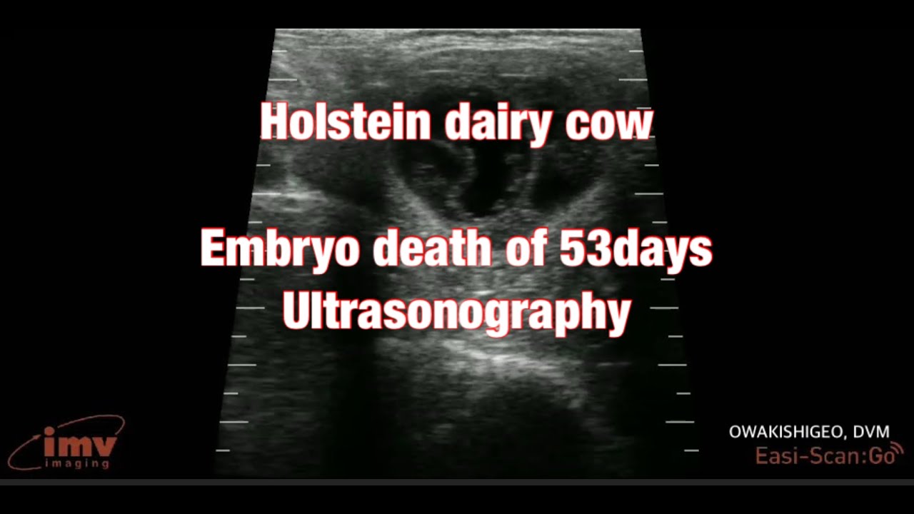 Bovine Embryo death of 53days, Holstein dairy cow, vet, ultrasonography