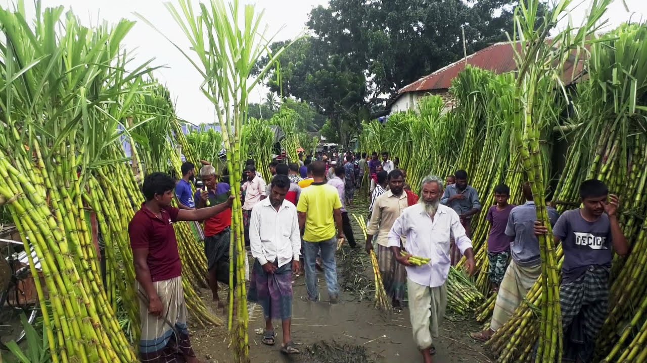 সোনাপুর হাটে রসে ভরা মিষ্টি আখ (২০২১) । রাজবাড়ি । Sugarcane Market at Rajbari (2021)। Bangladesh