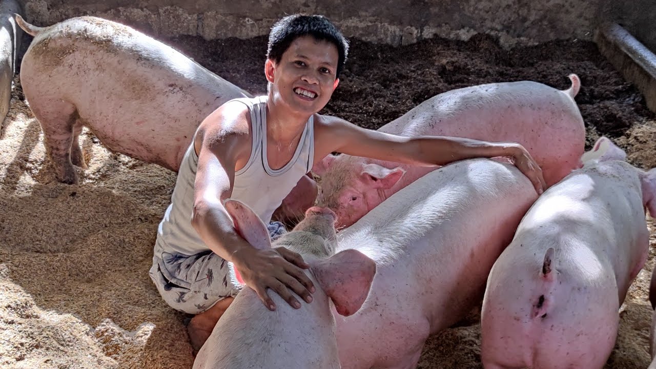 Ang Huling Pagpapalit ng Ipa - Update sa ating Backyard Piggery
