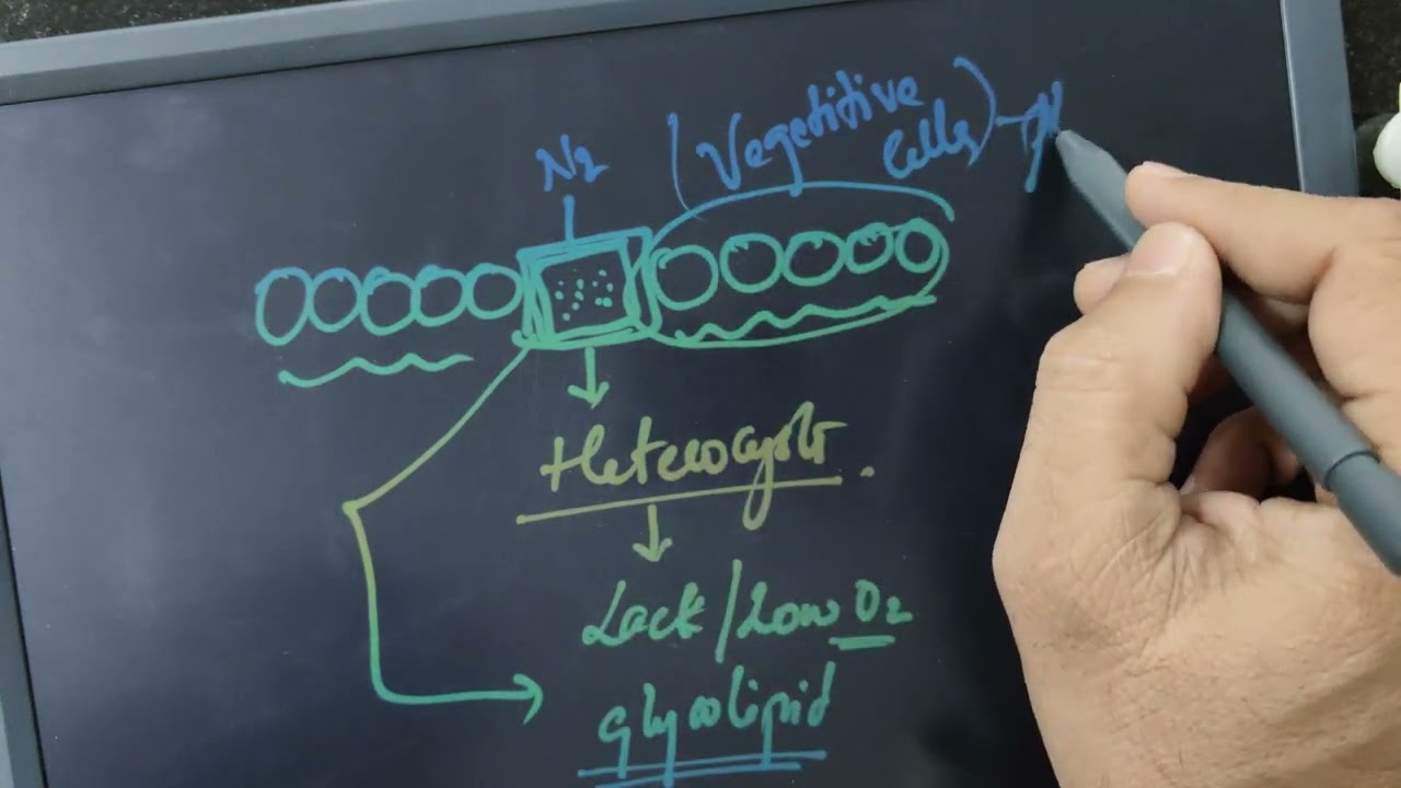 Role of Cyanobacteria to carry out Nitrogen fixation/ Cyanobacteria as Biofertilizers