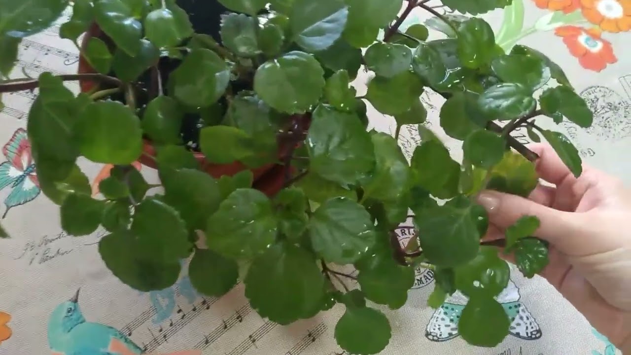Плектрантус мутовчатый🌱 комнатная мята, шпороцветник и.т.д