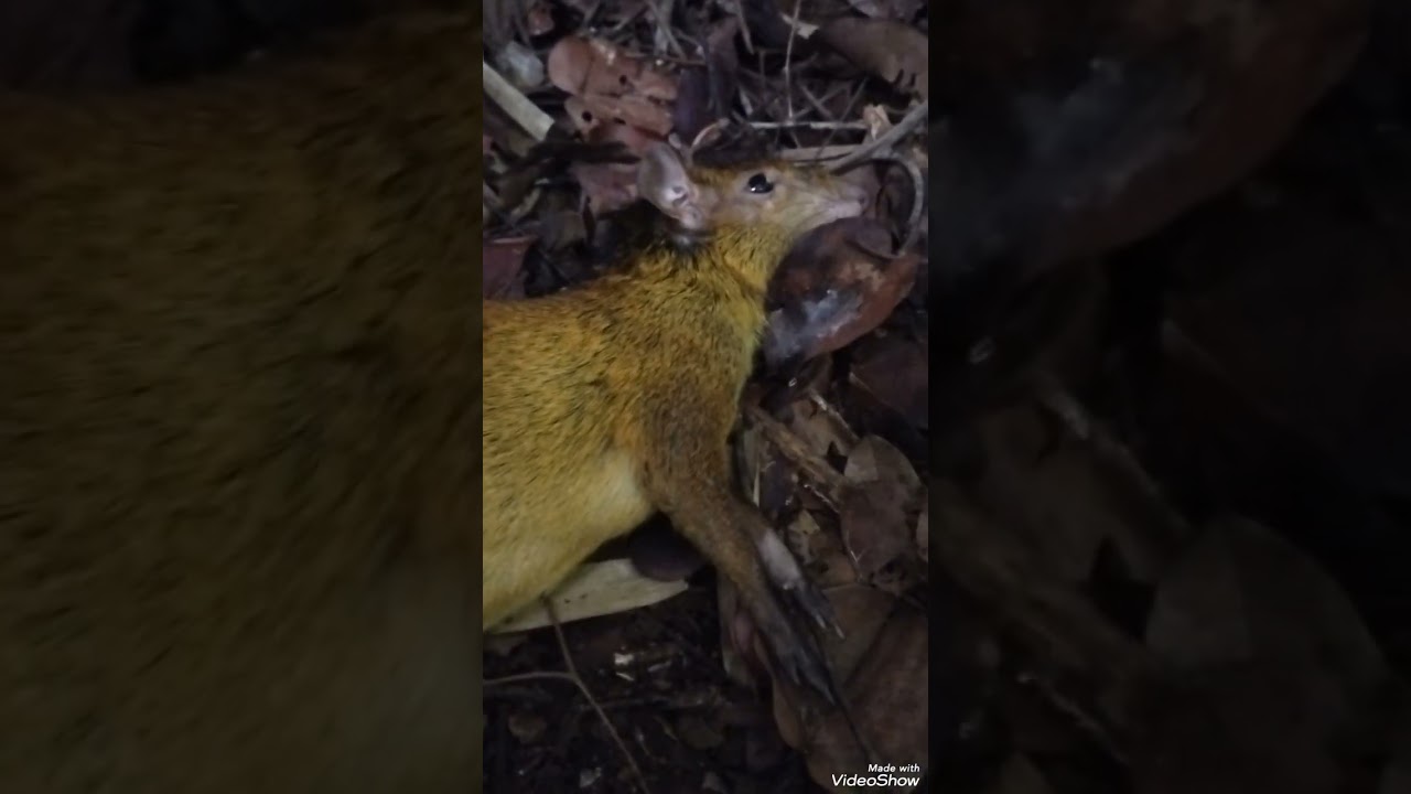 Deu foi certo Cotia e um peba