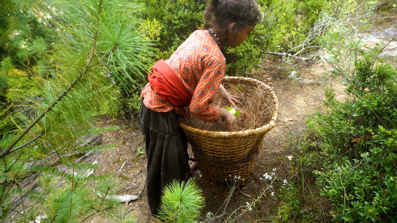 dharme brother's daughter finding foliage with friend || rural Nepal ||@junglefamily