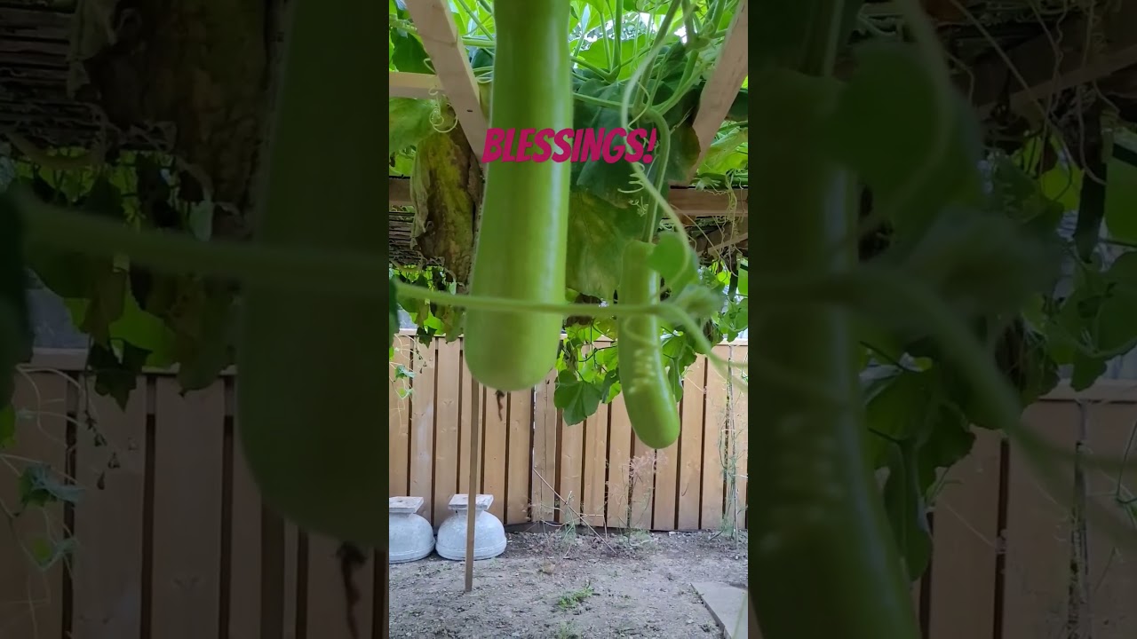 Garden blessings! #satisfying #stressreliever #garden #shorts