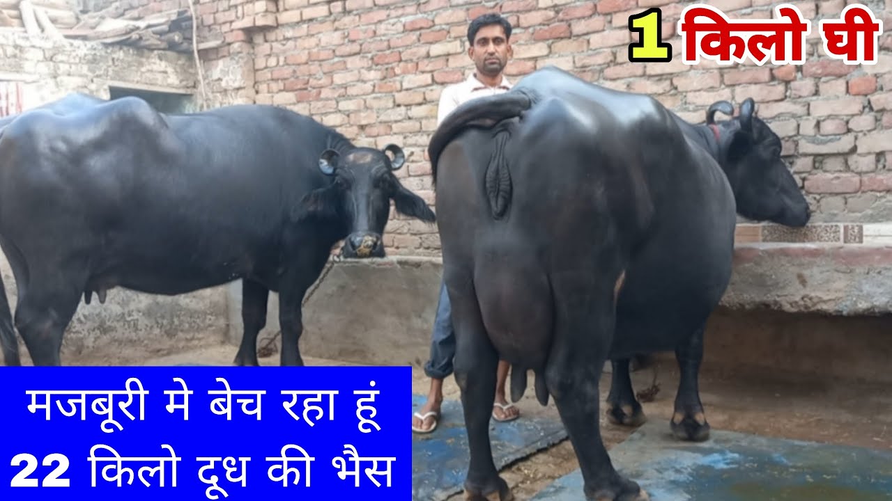 22 किलो दूध की भैस, मजबूरी मे बेच रहा हूं || हररोज का 1 किलो घी निकलता है इस भैस के दूध मे For Sale 