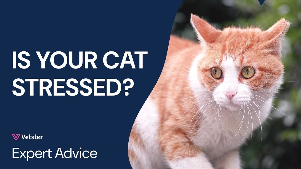 Cat Stress Symptoms & Anxiety: How to Tell If Your Cat Is Stressed & What to Do!