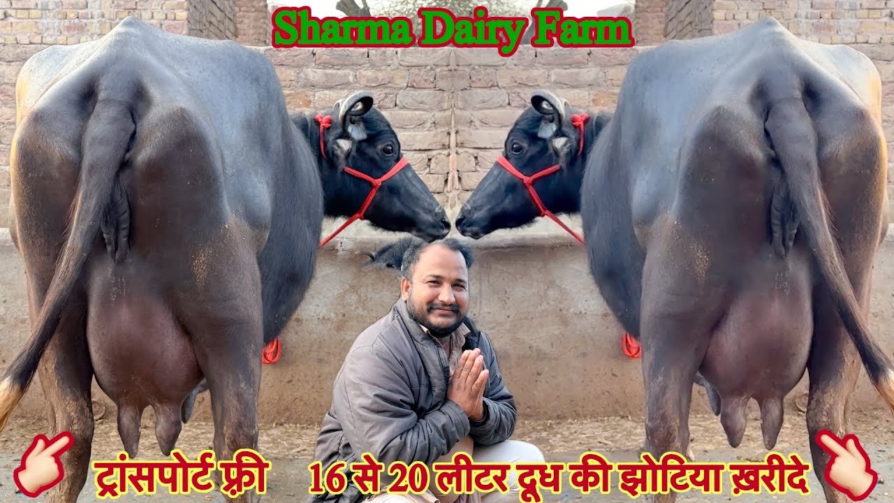 16 से 20 लीटर दूध की ✅ टॉप की झोटिया ख़रीदे 🏆Buffalo For Sale 😱ट्रांसपोर्ट फ़्री 😱Sharma Dairy Farm￼