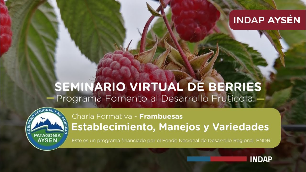 Plagas, enfermedades y estrategias de control en Frambuesa - Seminario Virtual Berries
