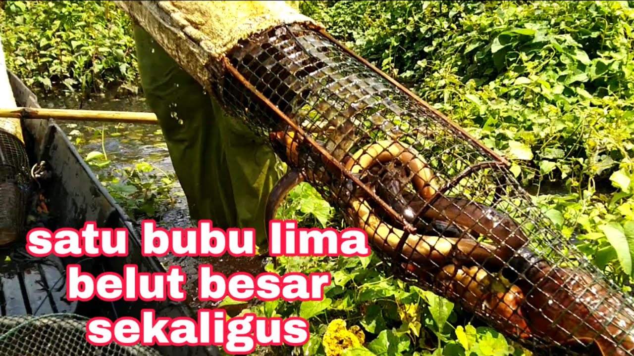 lukah walut paling ampuh menangkap bnayak