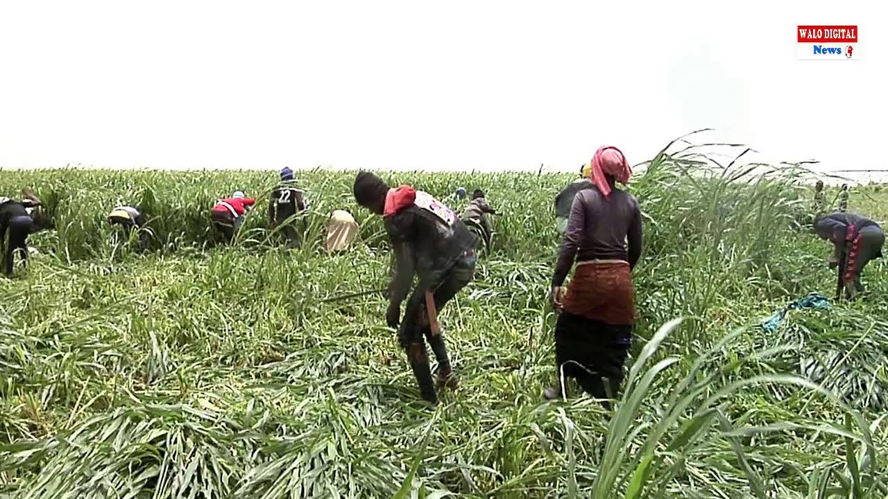 CULTURE FOURRAGERE: WEST AFRICA FARMS CULTIVE 40 HA POUR LES ELEVEURS DE NDIAYE