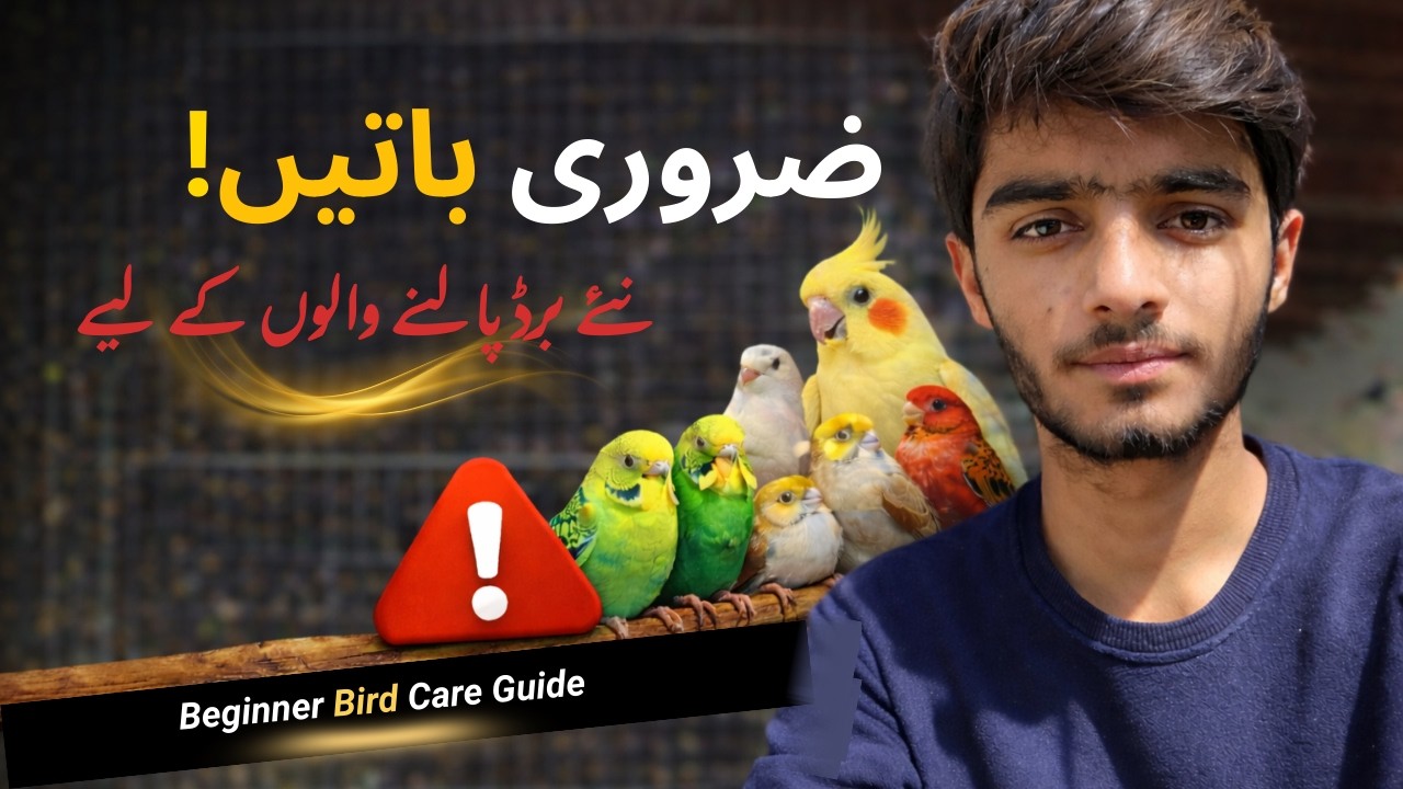نئے برڈ پالنے والوں کے لیے ضروری باتیں | Complete Beginner Bird Care Guide