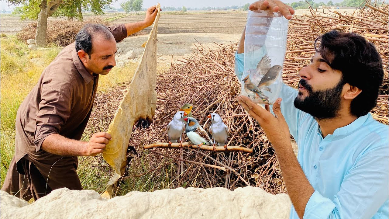 Finches Birds pakr liya 😱 | How to Catch Finches Birds | Apna Dihat