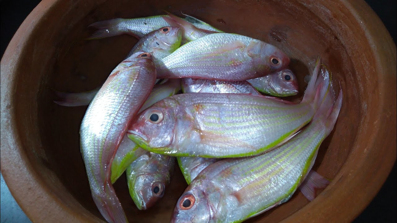 മീൻ നിങ്ങൾ ഇത് പോലെ വച്ച് നോക്കൂ/FISH CURRY/MEEN MANGA CURRY