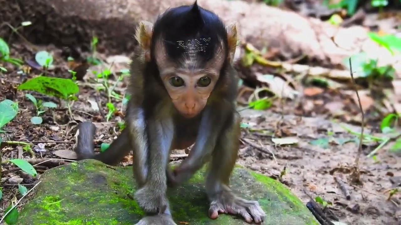 Monkey At Angkor thom  