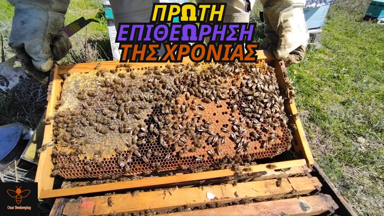 ΠΡΩΤΗ ΕΠΙΘΕΩΡΗΣΗ  ΣΤΑ ΜΕΛΙΣΣΙΑ (10/03 )| Άνοιξη 25' | Μελισσοκομία Όναρ