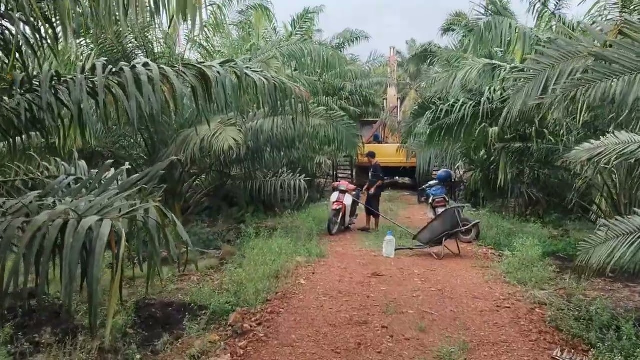 Panen sawit seperti ini sungguh menyenangkan.pokok pahat 