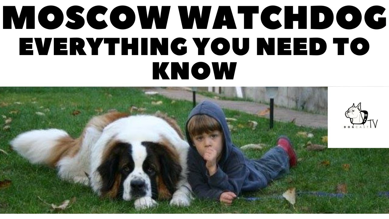 Moscow Watchdog (Moscow Guard Dog) - Everything you need to know!  DogCastTV!