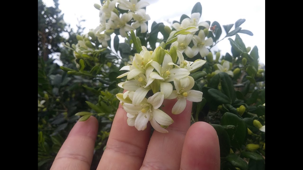 Cómo sembrar semillas de Murraya paniculata / Jazmín de azahar /  Azahar de la India