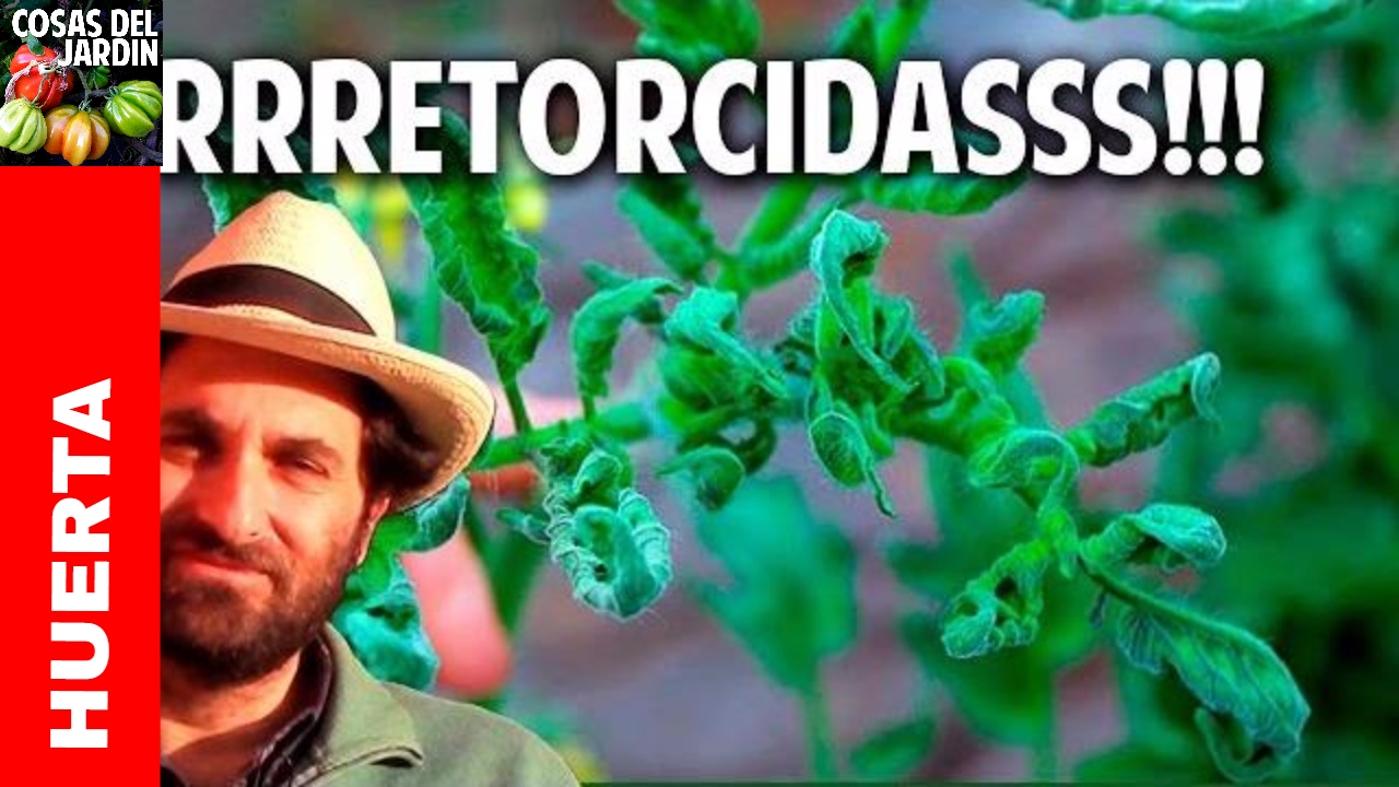 Por que se retuercen las hojas de las tomateras? @cosasdeljardin