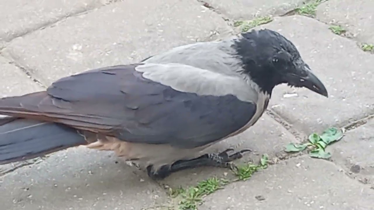 Ворона выпрашивает еду