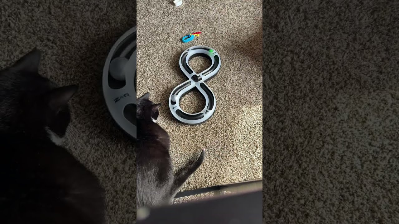It’s my eating and playing time finally 🔥❤️ #animals #livestream #cat