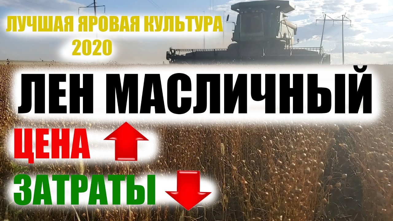 Прощай, подсолнечник! Перехожу на лен масличный