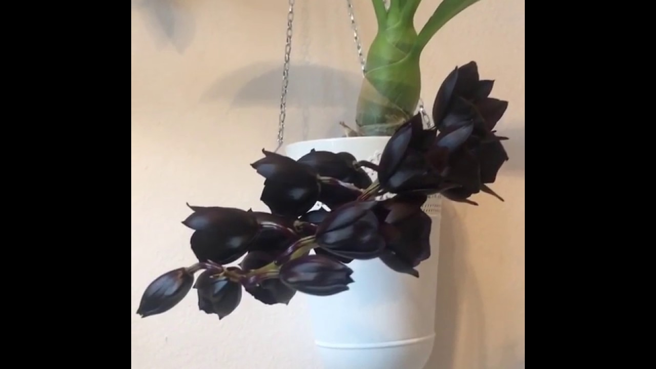 Catasetum Monnierara Millennium Magic 'Witchcraft'