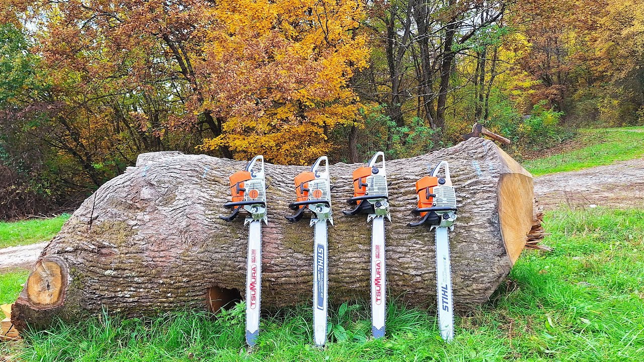 Autumn action - cutting big oak with Stihl MS 661, MS 651, MS 660 & MS 650