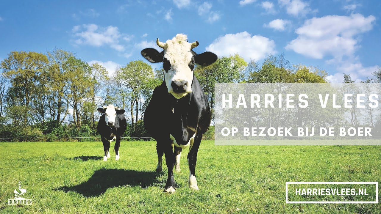 De boer op met Harrie. Deel 1: Kalf of Rund.