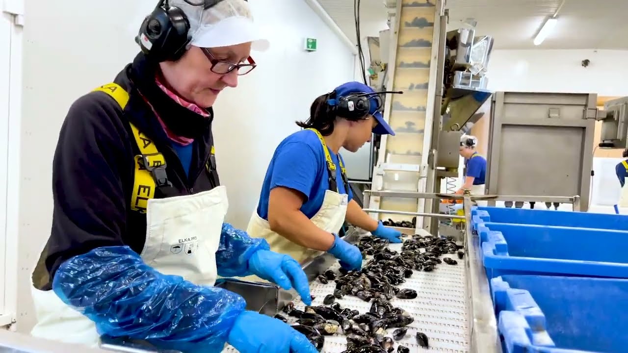 Blåskjell fra Norgeskjell