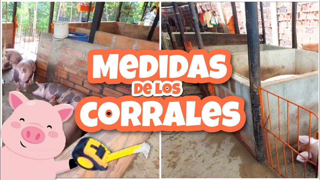 Te enseño las MEDIDAS de mi granja 🐷🛠 cuanto miden los CORRALES?