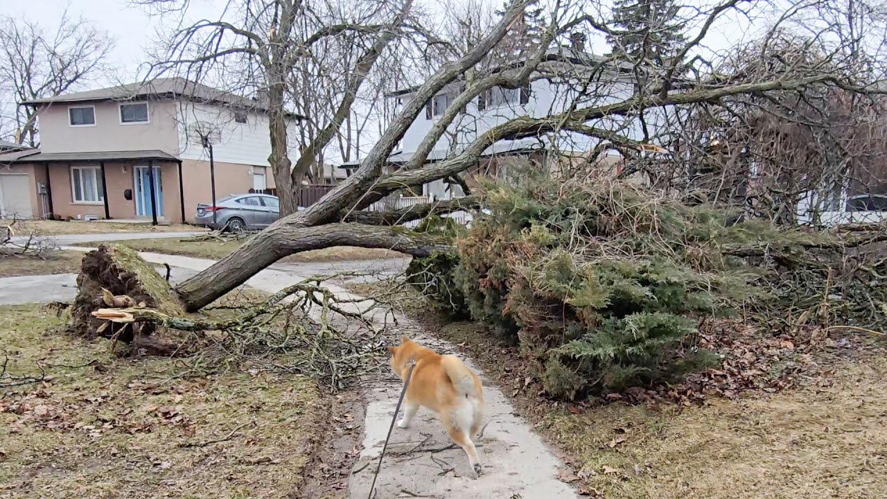 在惡劣天氣中，百分百會出現散步的柴犬！
