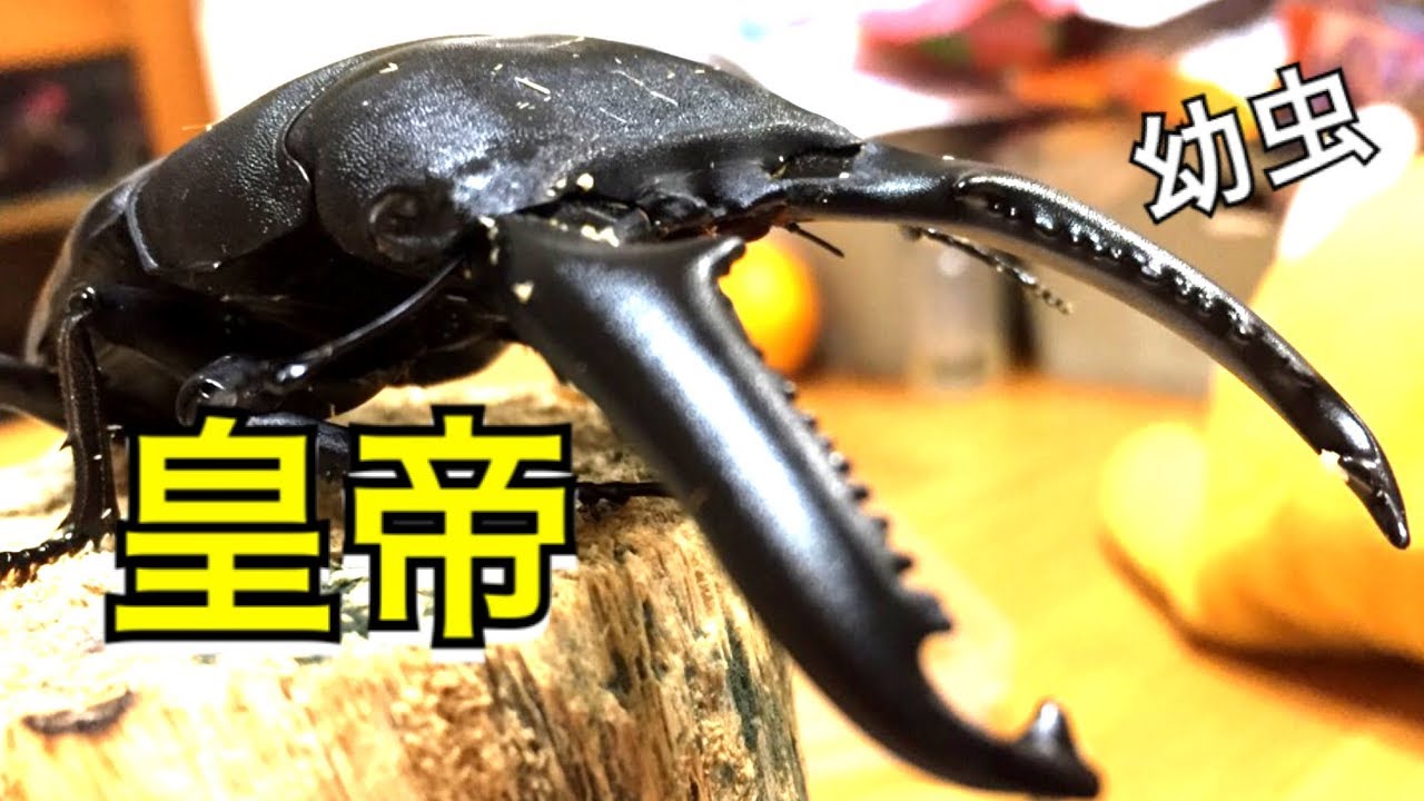 【クワガタ】99話 皇帝 パラワン オオヒラタ 幼虫 菌糸瓶交換
