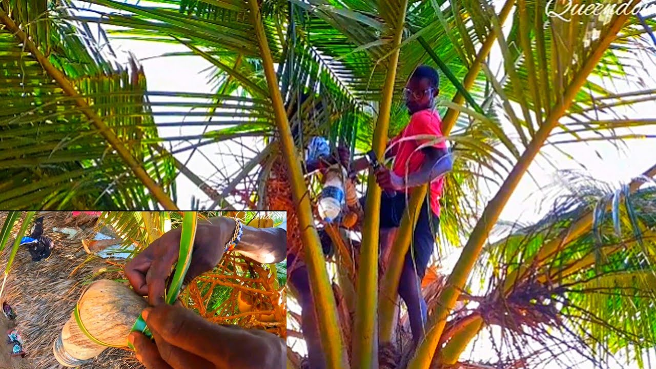 African village life // How palm wine is tapped in Kenya // Lost file