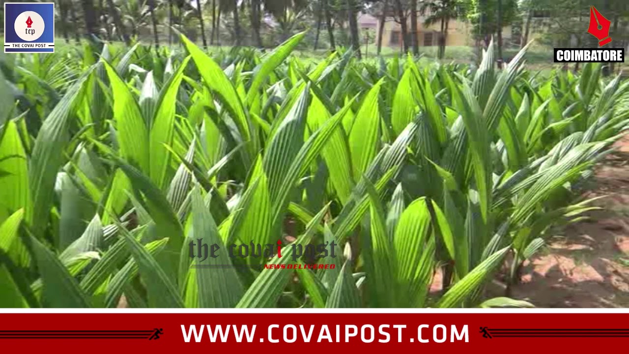 TNAU to help Gaja-hit farmers