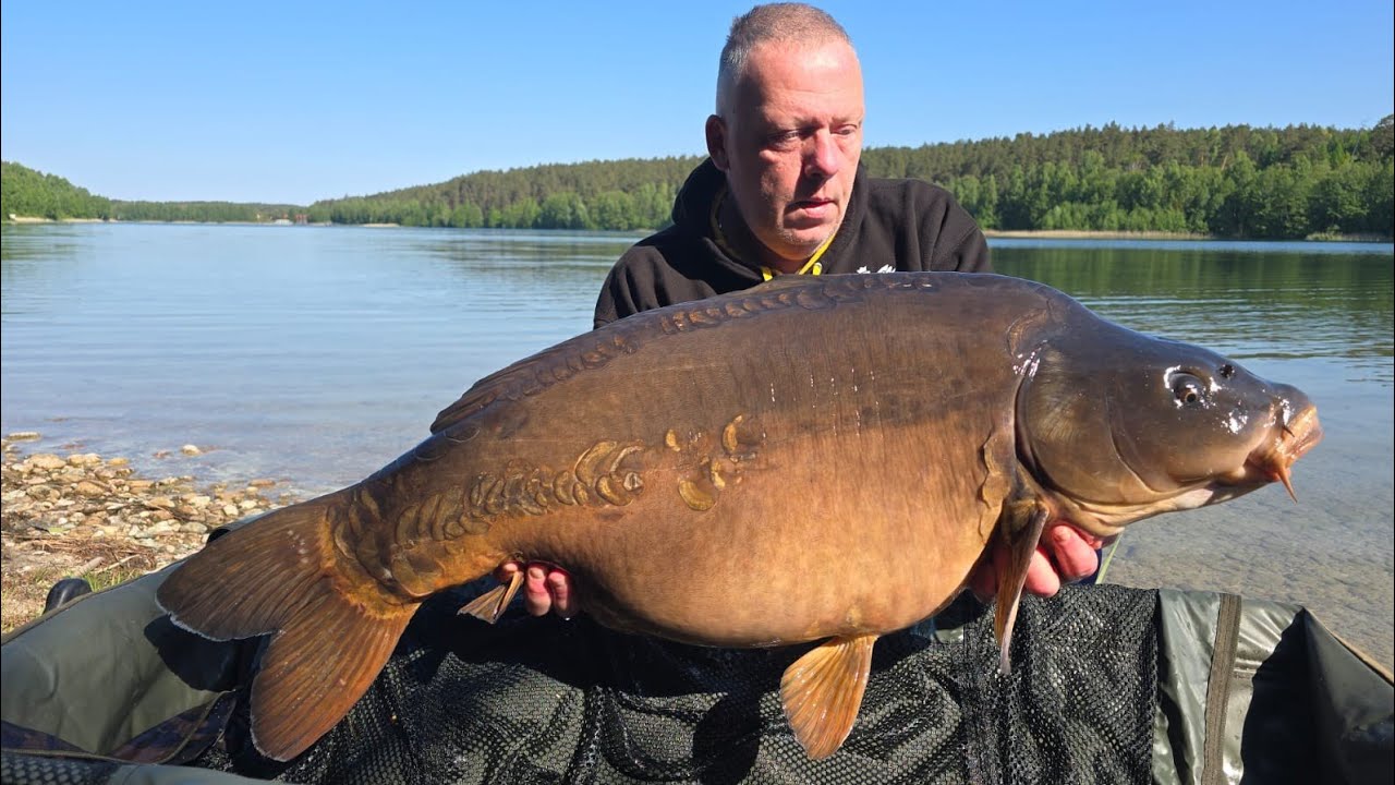 Wygonin 2025 /Genesis Carp