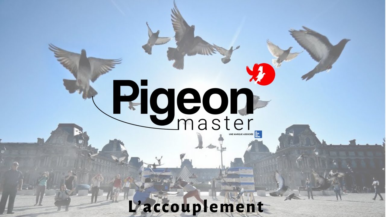 Pigeon-Master : l' accouplement (mating, with english subtitles)