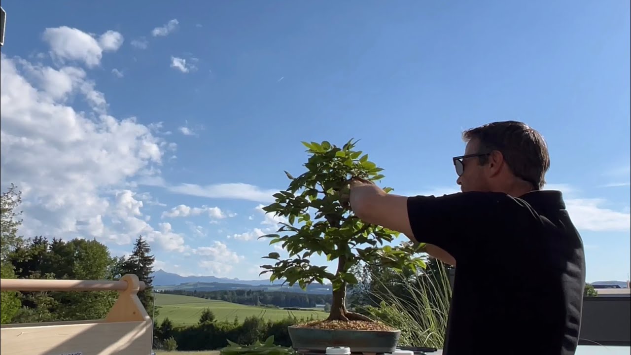 🇩🇪 R&uuml;ckschnitt diverse Bonsai ✂️✂️