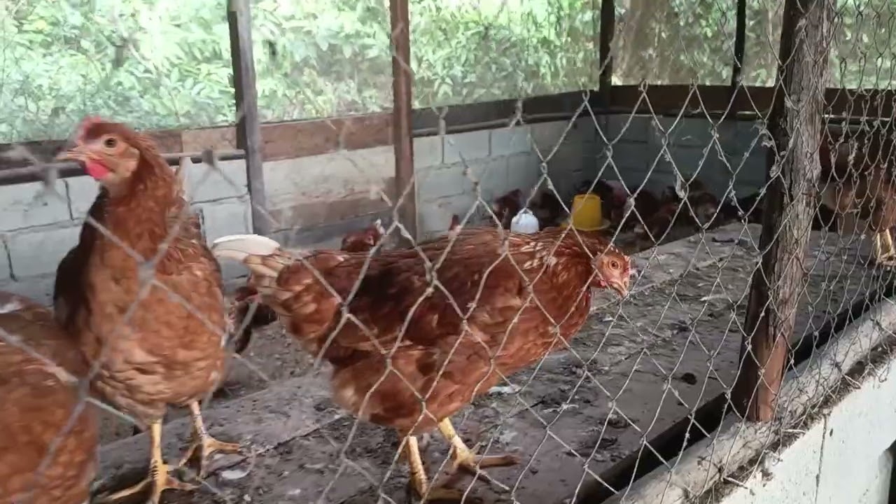 Perternakan ayam petelur dan burung puyuh yang di kelola oleh anak sekolah pedalaman. 
