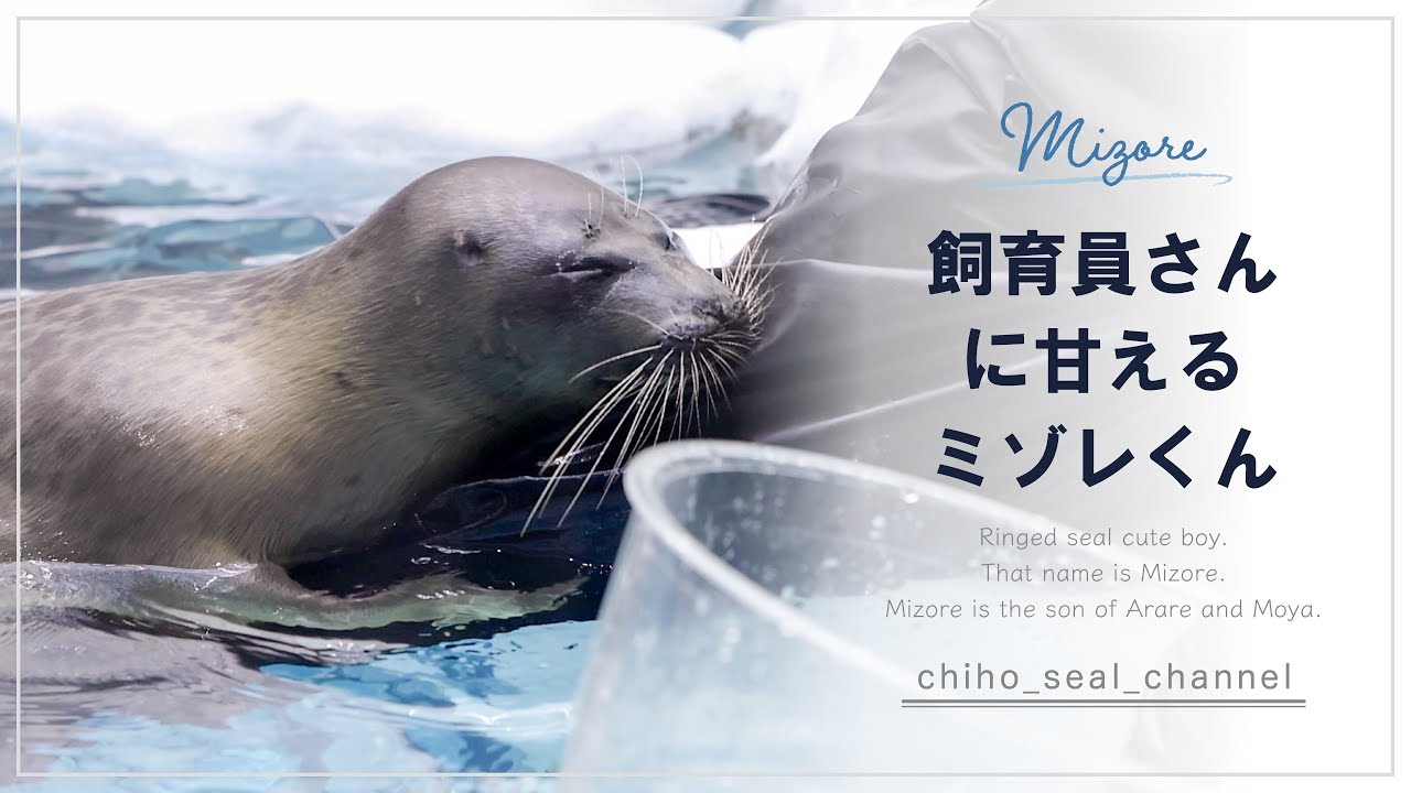 【まるすぎるアザラシ】 飼育員さんに甘えるミゾレくん （Ringed seal / Mizore）