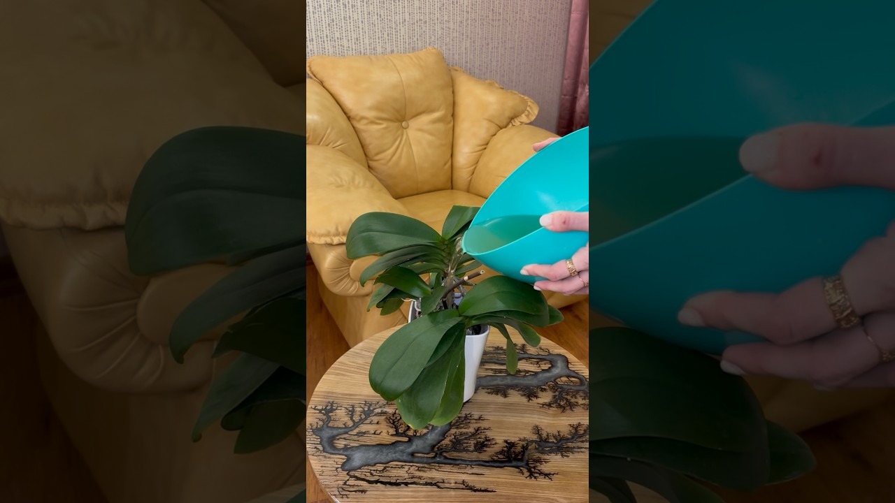 Ежемесячно поливаю биогумусом - орхидеи оживают!