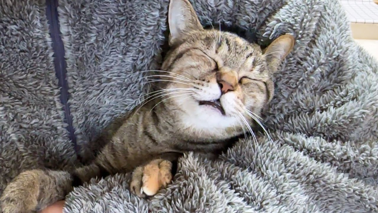 できればなかったことにしたかった猫が可愛すぎました！