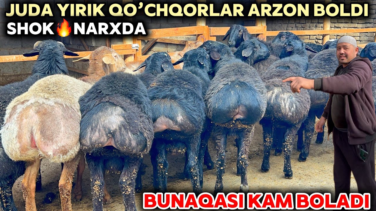 YIRIK QOCHQORLAR NARXINI SAYFULLO AKA YORVORDI SHOSHILING PULI ARZON YIRIK QOCHQORLAR KELDI