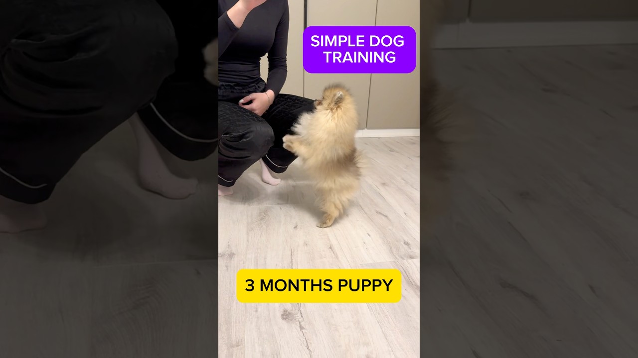 Training a 3-Month-Old Pomeranian Puppy: Tips and Tricks!