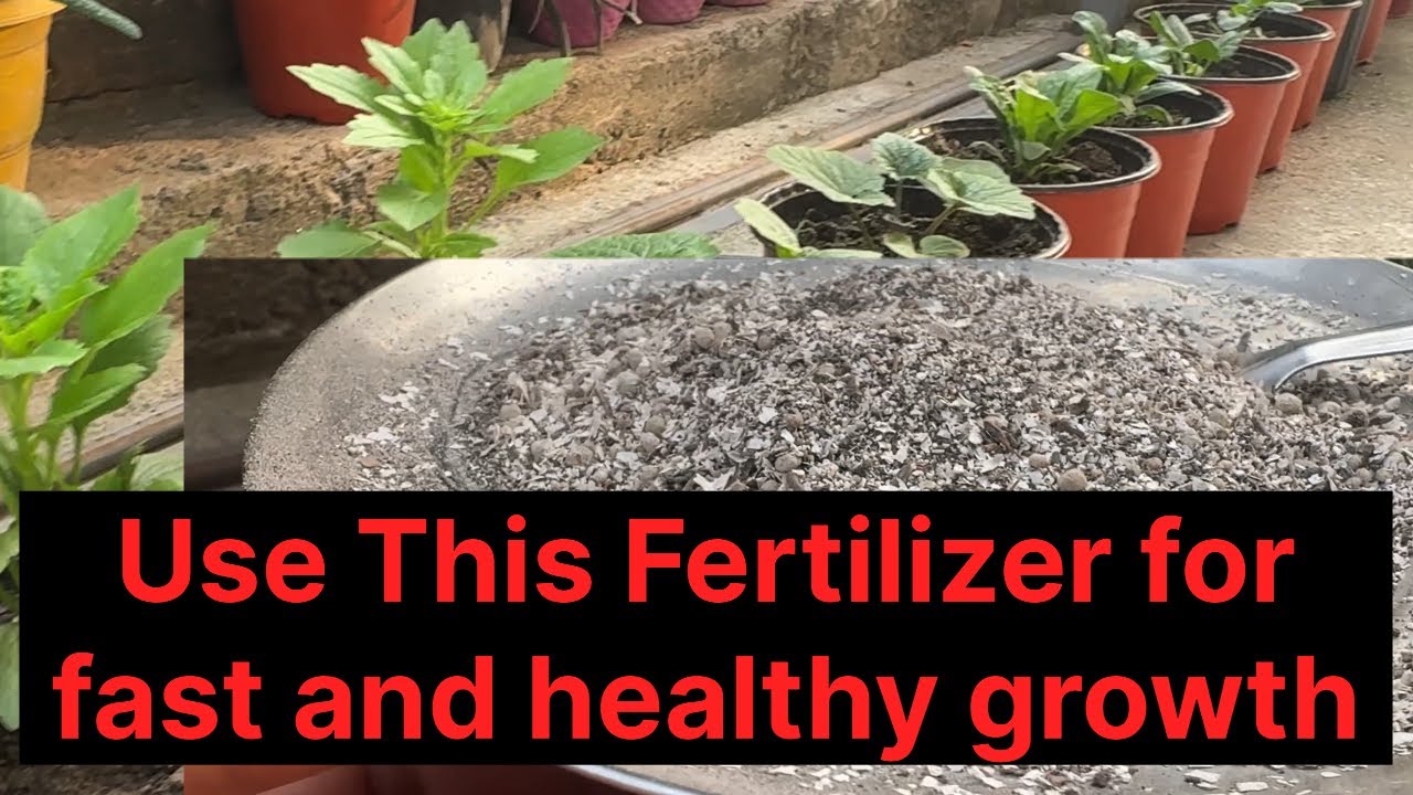 Yo Fertilizer lgaunu hos ani Result hernu hos/ Use this Fertilizer for fast and healthy growth 