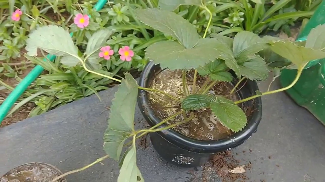 Transferência pé de morango para um vaso maior