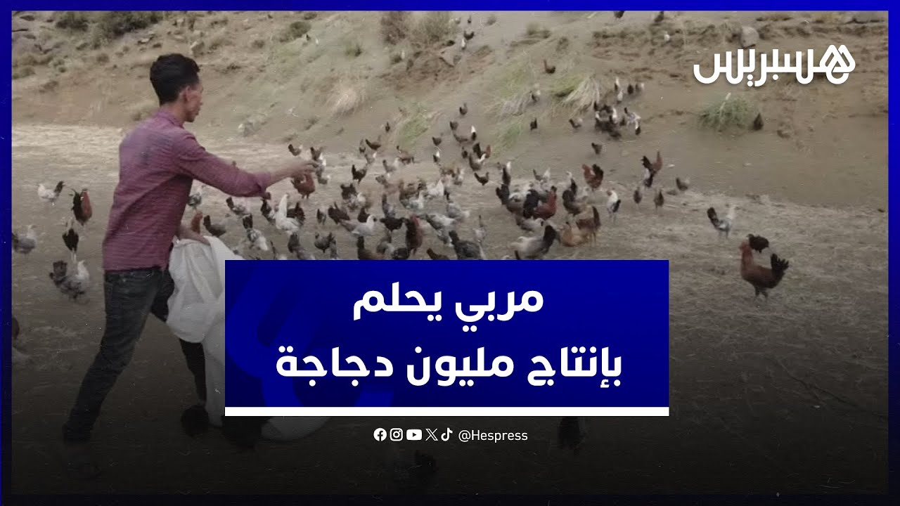 يحلم بإنتاج مليون دجاجة.. شاب يحارب البطالة عبر مشروع لتربية الدجاج في منطقة بوتفردة ناحية بني ملال