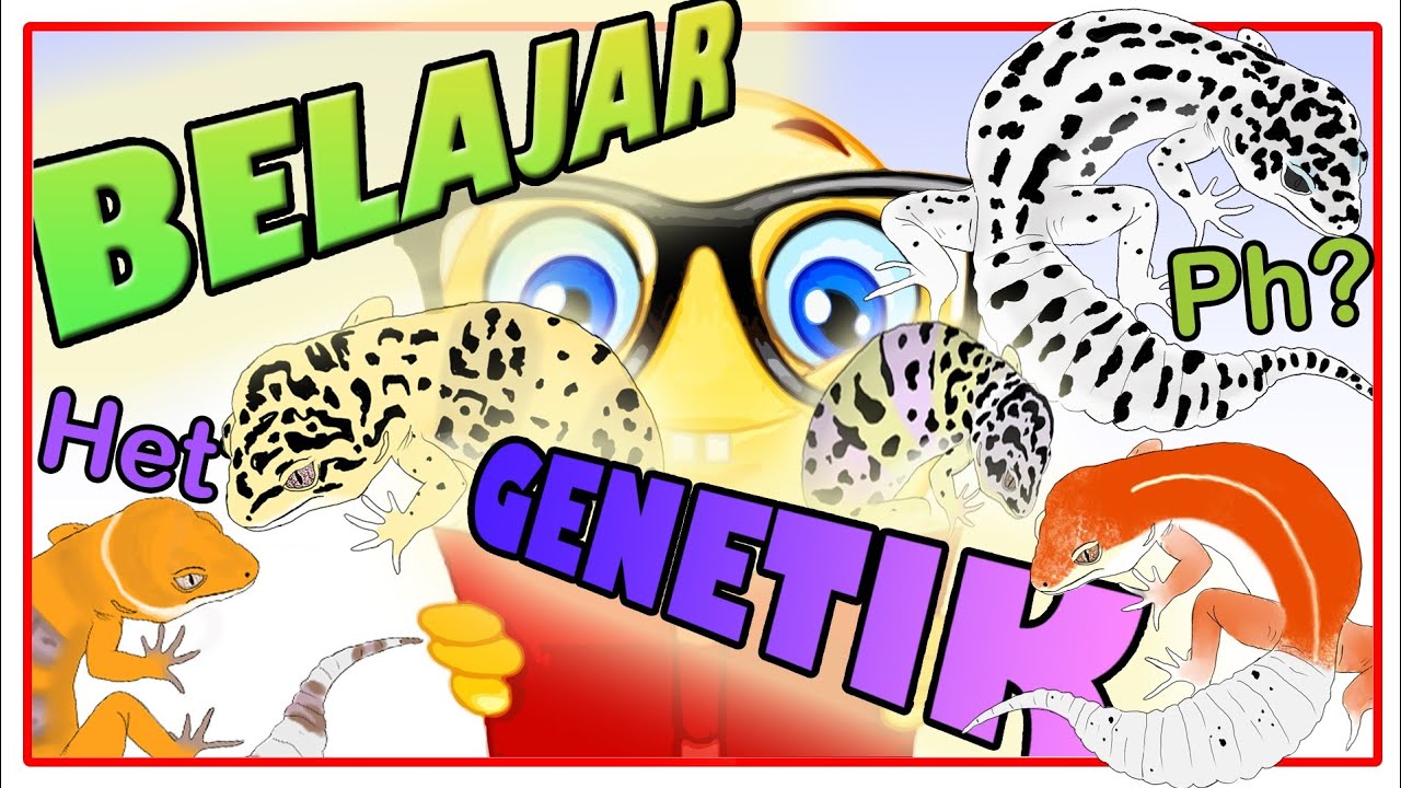 Belajar GENETIK dan MORPH Leopard Gecko (Recessive, Dominant, Co-dom, Polygenic)