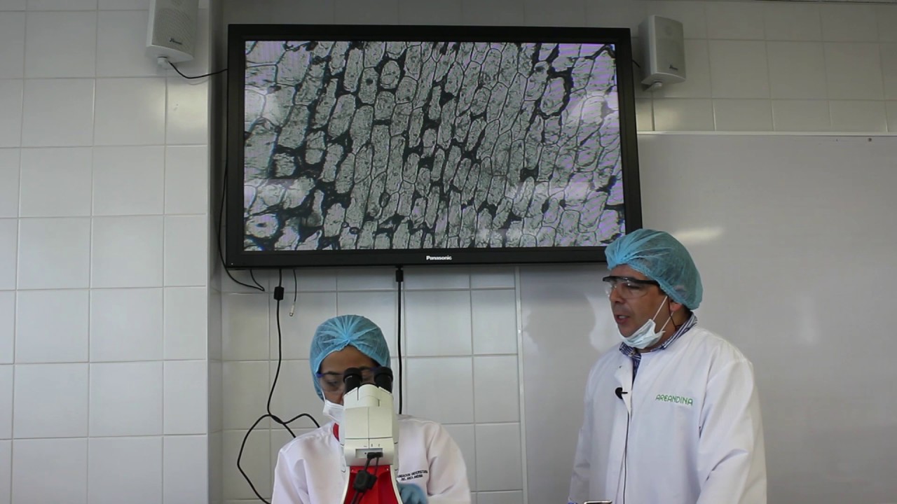 Visualización de la Epidermis de la Cebolla